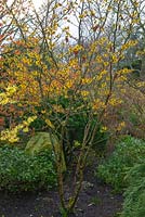 Hamamelis mollis 'Wisley Supreme' - a deciduous small tree or shrub, which produces fragrant golden flowers in winter
