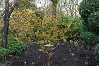Hamamelis x intermedia 'Barmstedt Gold' - a deciduous small tree or shrub, which produces fragrant golden yellow flowers in winter