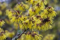 Hamamelis x intermedia 'Pallida' - witch hazel, a small deciduous tree bearing yellow, spidery and fragrant flowers in winter