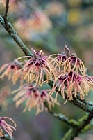 Hamamelis x intermedia 'Aurora' - witch hazel. A small deciduous tree bearing bright, spidery and fragrant flowers in winter