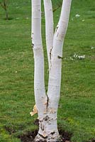 White trunks of Betula utilis var. jacquemontii - west Himalayan birch.