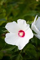 Hibiscus moscheutos - common rose mallow