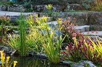 Marginal plants including  Cyperus alternifolius - Umbrella plant, Equisetum camtschatcense and Sarracenia by the pond