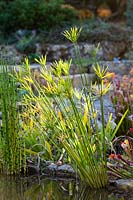 Marginal plants including Cyperus alternifolius - Umbrella plant and Equisetum camtschatcense 
