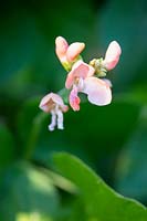 Phaseolus coccineus - Runner Bean 'Aurora' with flowers