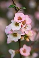 Chaenomeles speciosa 'Moerloosei' - flowering quince