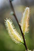 Salix hookeriana- coastal willow