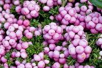 Gaultheria mucronata berries - September