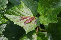 Currant blister - Ribes nigrum - June