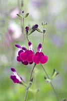 Salvia 'Amethyst Lips' - Sage 'Amethyst Lips' - July