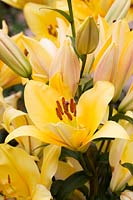 Lilium 'Terrasol' - Oriental Trumpet Lily - July