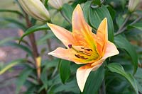 Lilium 'Zelmira' - Oriental Trumpet Lily - July