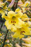 Lilium Golden Splendour Group - Trumpet Lily - July