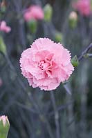 Dianthus 'Letitia Wyatt' - Pink 'Letitia Wyatt' 