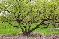 Euonymus phellomanus - Cork Spindle tree - Montreal Botanical Gardens, Canada