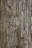 Acer rubrum - Red Maple tree bark detail