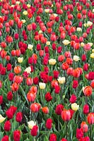 Bed of Tulipa 'Hermitage', 'Ruby Prince' - Single Early Group and 'Foxy Foxtrot' - Double Early Group
