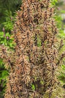 Pinus nigra 'Komet' - European Black Pine tree with Phtyophtora - dieback disease