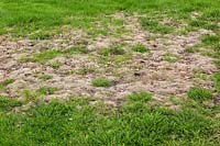 Dead grass area on lawn overgrown with Taraxacum - Dandelion weeds and other undesirable plants 