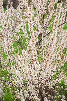 Prunus tomentosa - Nanking Cherry tree flower blossoms in spring