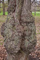 Tilia japonica - Japanese Linden tree bark detail