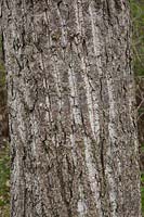 Populus x canadensis - Canada Poplar tree bark detail