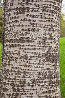 Populus alba 'Nivea' - White Poplar tree bark detail