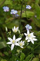 Ornithogalum arabicum - Star of Bethlehem flower and Myosotis sylvatica - Forget-me-not