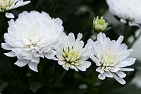 British Chrysanthemum mixed
