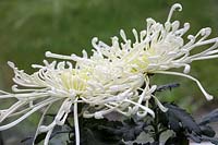 Chrysanthemum 'Star Burst'