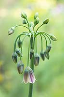 Allium bulgaricum - Nectaroscordum