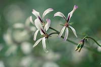 Pelargonium triffidum
