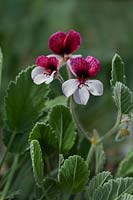 Pelargonium 'Splendide'