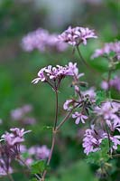 Pelargonium 'Deerwood Lavender Lass'
