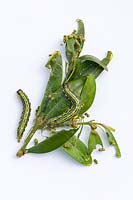 Box tree moth caterpillar - Cydalima perspectalis