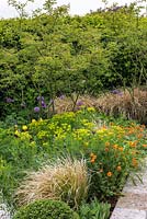 Herbaceous spring bed of multi-stemmed amelanchier and mixed planting