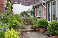 Rear terrace with box balls in pots, and a raised bed of hellebores, hardy geraniums, ferns, roses, red campion, aquilegias and alliums.