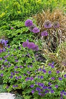 Planting combination of Geranium x magnificum 'Rosemoor' with Allium 'Purple Sensation'.