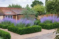 A formal box parterre, an olive tree at the centre, and each bed filled with Perovskia atriplicifolia, blue Russian sage, and drumstick alliums.