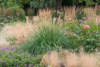 Pennisetum macrourum, African feather grass, a deciduous ornamental grass that bears soft bristly light green seedheads that turn brown in autumn.