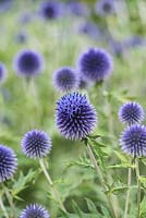 Echinops ritro 'Veitch's Blue', globe thistle, a prickly perennial with striking blue flowers that attract insects, from August.