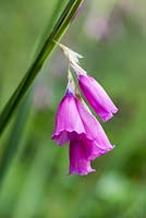 Dierama pulcherrimum, angel's fishing rod, a perennial with long stiff stems of pink flowers from August.