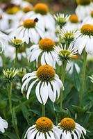 Echinacea purpurea 'White Swan', coneflower, a perennial bearing lots of white petalled flowers with tall central cones, a magnet to bees and butterflies. Flowers from July.