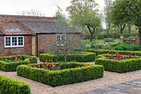 Laid out between old brick outbuildings, a box parterre with gravel paths separating  beds planted with tulips 'Paul Scherer', 'Ballerina' and 'Doll's Minuet.'