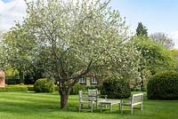 An old  Worcester Pearmain apple tree is in blossom above a seating area on the lawn.