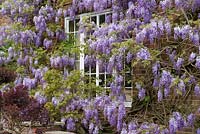 Wisteria sinensis - Chinese Wisteria, a vigorous fragrant climbing plant flowering in May.