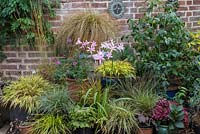 Pots of various ornamental grasses with a container of pink Nerines in the centre