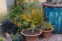 A group of pots planted with ornamental grasses and Rudbeckias.