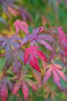 Acer palmatum 'Katsura', Japanese maple, with green leaves that turn increasingly red in autumn.