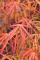 Acer palmatum 'Red Pygmy', a Japanese maple, with red purple leaves that take on golden tints in autumn.